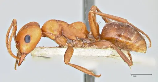 Polyergus bicolor specimen FOCOL2966 image focol2966_3