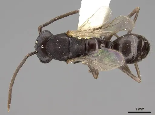 Polyergus breviceps specimen CASENT0100665 image casent0100665_1