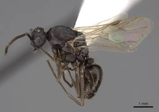 Polyergus breviceps specimen CASENT0100665 image casent0100665_3