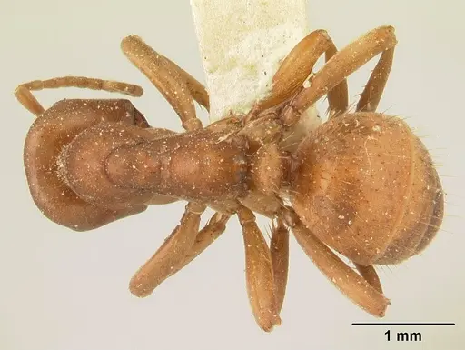 Polyergus breviceps specimen CASENT0179559 image casent0179559_1
