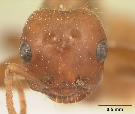 Polyergus breviceps specimen CASENT0179559 image casent0179559_2