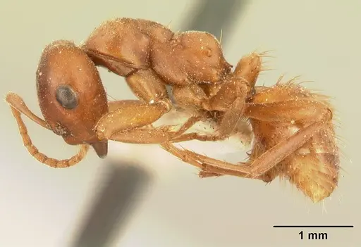 Polyergus breviceps specimen CASENT0179559 image casent0179559_3