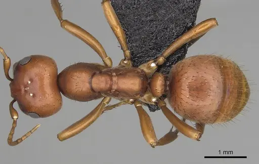 Polyergus breviceps specimen CASENT0281063 image casent0281063_1