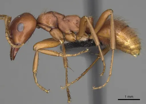 Polyergus breviceps specimen CASENT0281063 image casent0281063_3