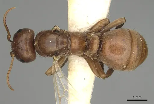 Polyergus breviceps specimen CASENT0281064 image casent0281064_1