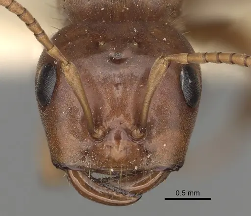 Polyergus breviceps specimen CASENT0281064 image casent0281064_2