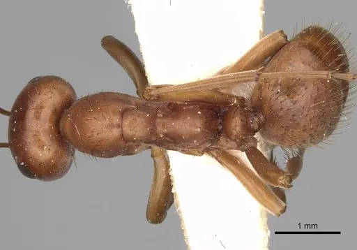 Polyergus breviceps specimen CASENT0281065 image casent0281065_1