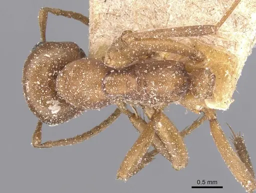 Polyergus breviceps specimen CASENT0912265 image casent0912265_1