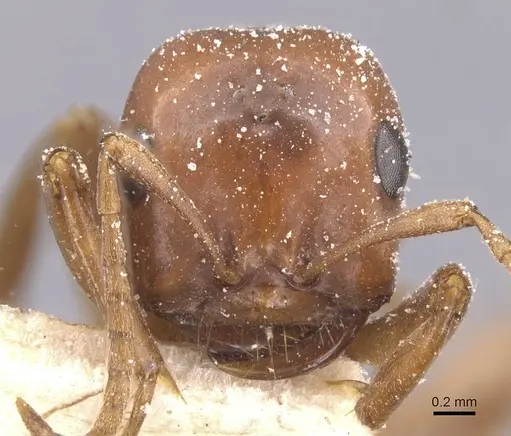 Polyergus breviceps specimen CASENT0912266 image casent0912266_2