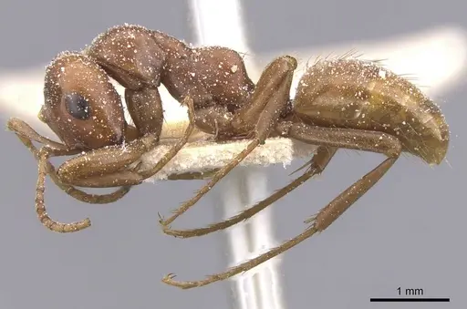 Polyergus breviceps specimen CASENT0912266 image casent0912266_3