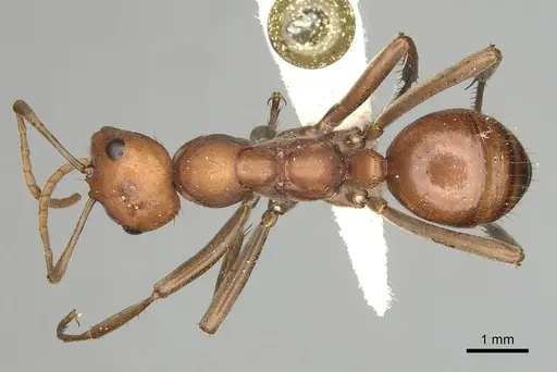 Polyergus longicornis specimen CASENT0281043 image casent0281043_1