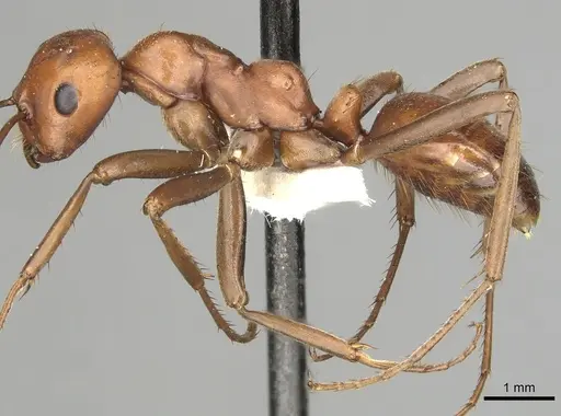 Polyergus longicornis specimen CASENT0281043 image casent0281043_3