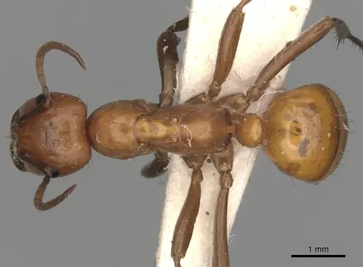 Polyergus lucidus specimen CASENT0281037 image casent0281037_1