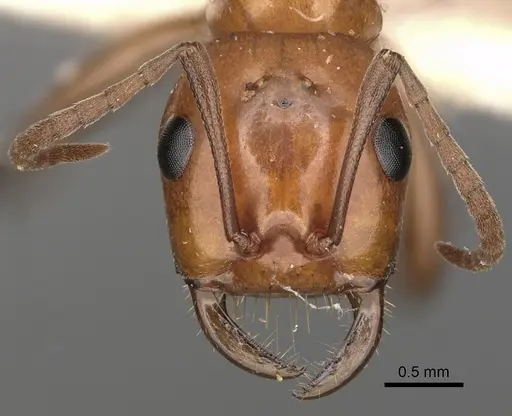 Polyergus lucidus specimen CASENT0281037 image casent0281037_2
