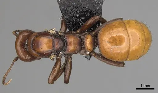 Polyergus lucidus specimen CASENT0281038 image casent0281038_1