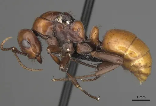Polyergus lucidus specimen CASENT0281038 image casent0281038_3
