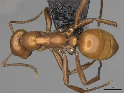 Polyergus lucidus specimen CASENT0281039 image casent0281039_1