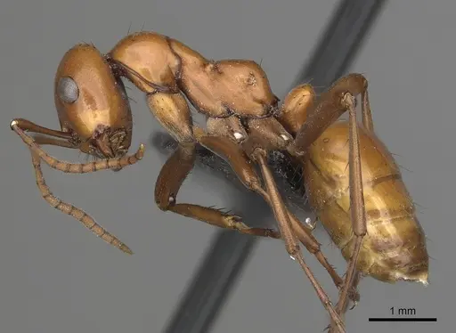 Polyergus lucidus specimen CASENT0281039 image casent0281039_3