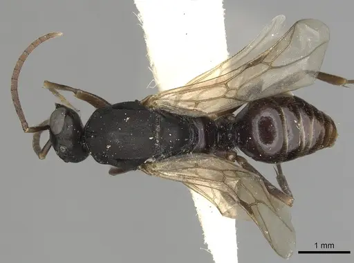Polyergus lucidus specimen CASENT0281041 image casent0281041_1