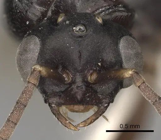 Polyergus lucidus specimen CASENT0281041 image casent0281041_3