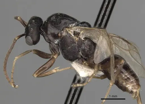 Polyergus lucidus specimen CASENT0281041 image casent0281041_4