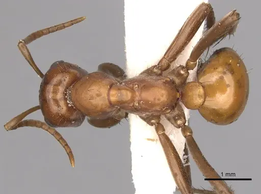 Polyergus lucidus specimen CASENT0281042 image casent0281042_1