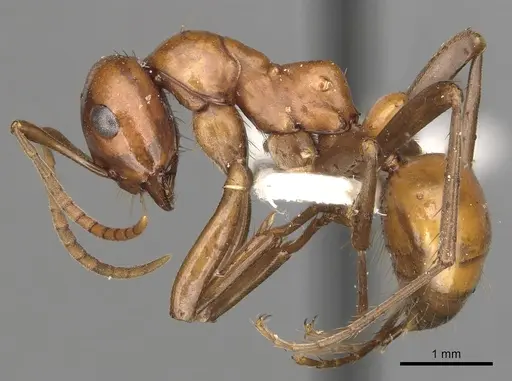 Polyergus lucidus specimen CASENT0281042 image casent0281042_3