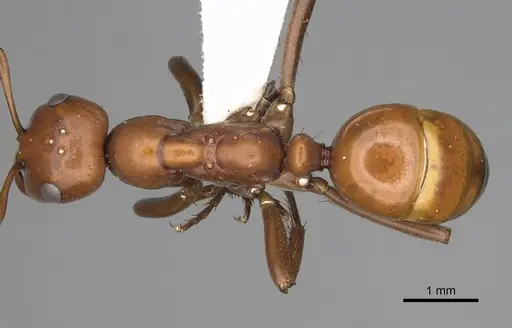 Polyergus lucidus specimen CASENT0281066 image casent0281066_1