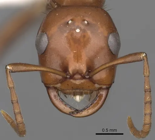 Polyergus lucidus specimen CASENT0281066 image casent0281066_2