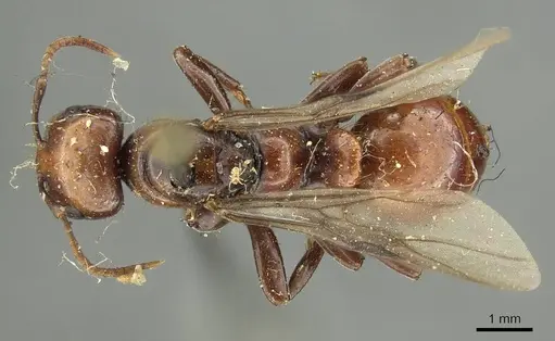 Polyergus lucidus specimen CASENT0915628 image casent0915628_1