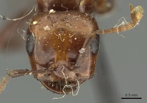 Polyergus lucidus specimen CASENT0915628 image casent0915628_2
