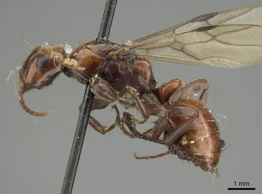 Polyergus lucidus specimen CASENT0915628 image casent0915628_3