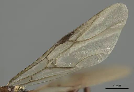 Polyergus lucidus specimen CASENT0915628 image casent0915628_4