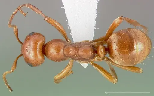 Polyergus mexicanus specimen CASENT0005397 image casent0005397_1