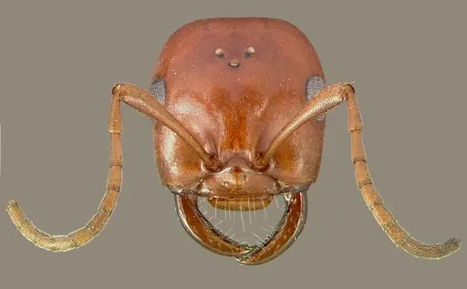 Polyergus mexicanus specimen CASENT0005397 image casent0005397_2