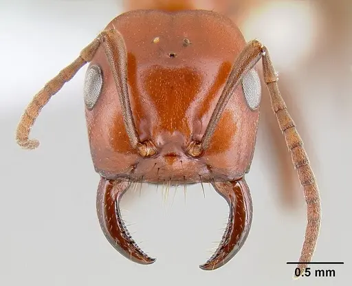 Polyergus mexicanus specimen CASENT0106048 image casent0106048_2