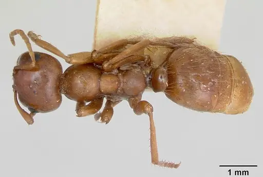 Polyergus mexicanus specimen CASENT0172897 image casent0172897_1