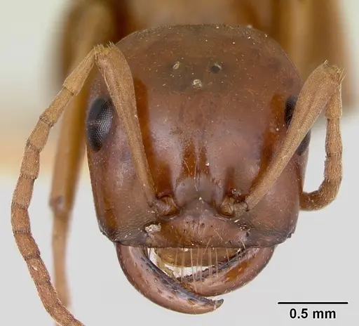 Polyergus mexicanus specimen CASENT0172897 image casent0172897_2