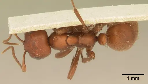 Polyergus mexicanus specimen CASENT0179560 image casent0179560_1