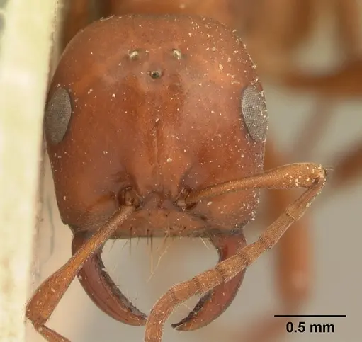 Polyergus mexicanus specimen CASENT0179560 image casent0179560_2