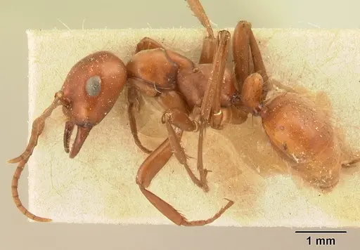 Polyergus mexicanus specimen CASENT0179560 image casent0179560_3