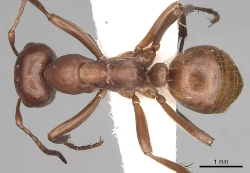 Polyergus mexicanus specimen CASENT0281069 image casent0281069_1