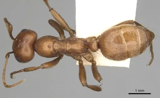 Polyergus mexicanus specimen CASENT0281070 image casent0281070_1