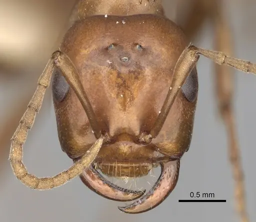 Polyergus mexicanus specimen CASENT0281070 image casent0281070_2