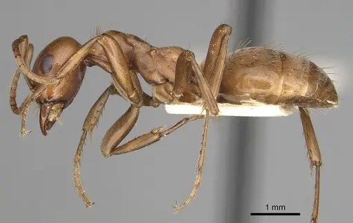 Polyergus mexicanus specimen CASENT0281070 image casent0281070_3