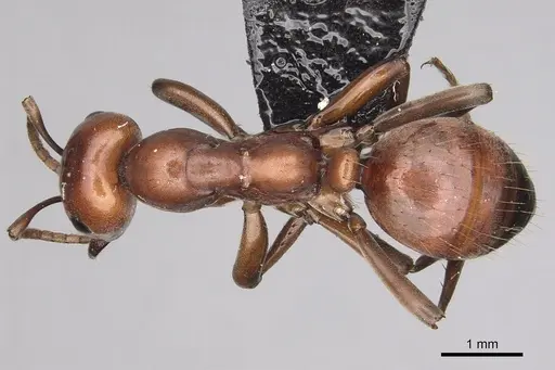 Polyergus mexicanus specimen CASENT0281071 image casent0281071_1