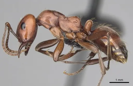 Polyergus mexicanus specimen CASENT0281071 image casent0281071_3