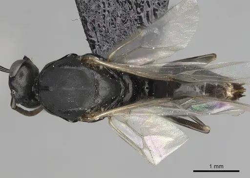 Polyergus mexicanus specimen CASENT0281072 image casent0281072_1