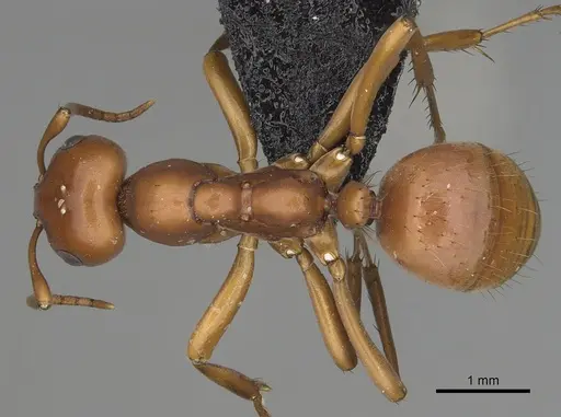 Polyergus mexicanus specimen CASENT0281073 image casent0281073_1