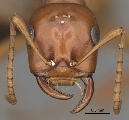 Polyergus mexicanus specimen CASENT0281073 image casent0281073_2